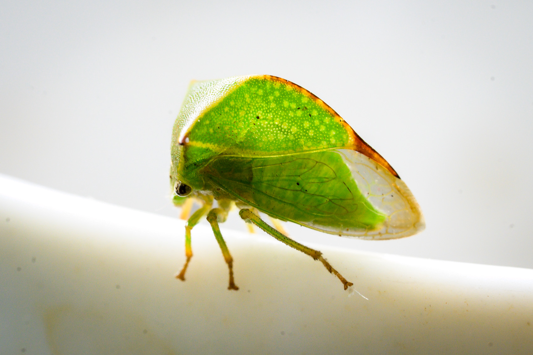 Stictocephala